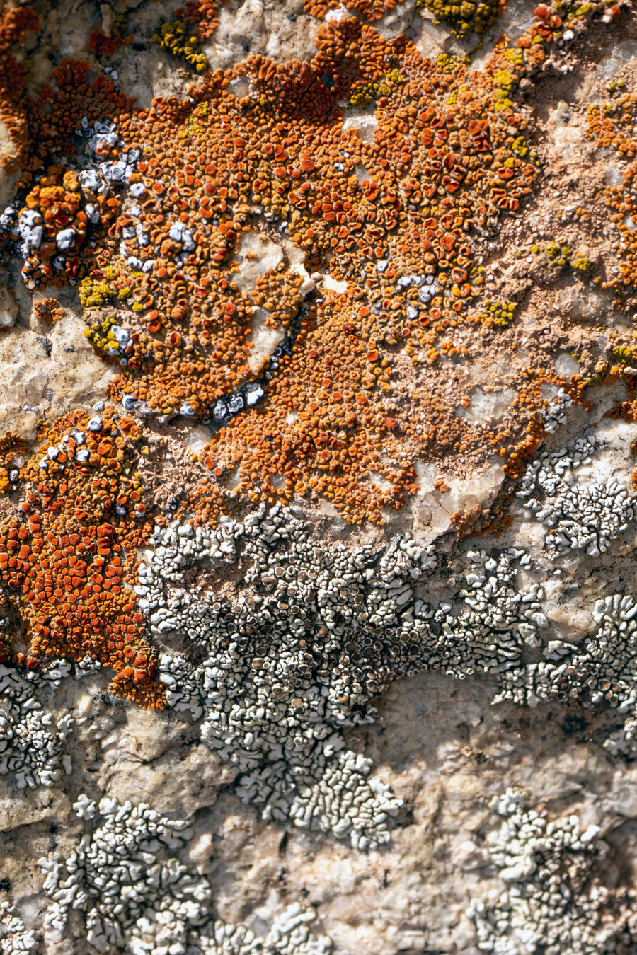 Gráfico de la sección