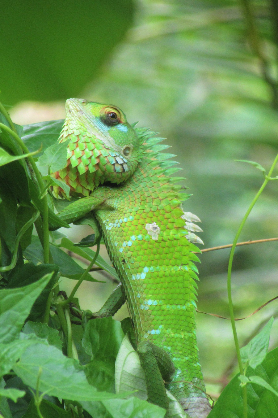 Gráfico de la sección